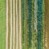 Image de drone aérien de champs avec une culture diversifiée basée sur le principe de la polyculture et de la permaculture - une méthode d'élevage saine de l'écosystème