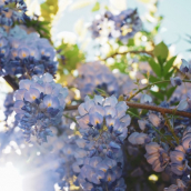 A breath of fresh air for your intellectual property portfolio, image of blue flowers