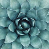 Conscious acquiescence and the dangers of ignoring infringement by a younger trademark, image of a cactus plant