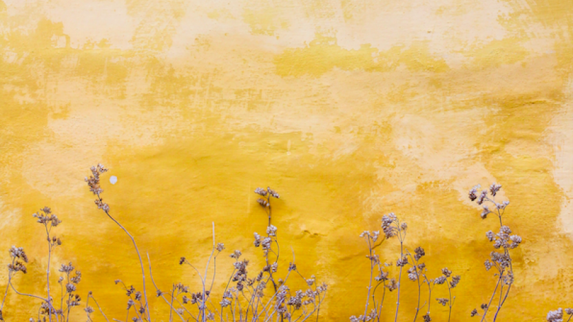 flowers against a yellow wall