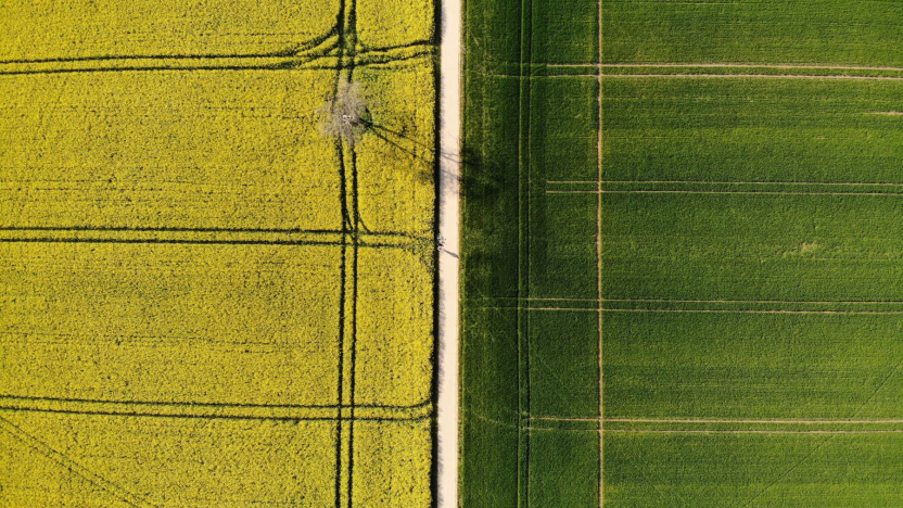 two fields and a road