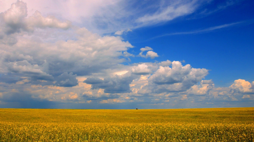 IP landscape 2024 cloudy blue sky and yellow field