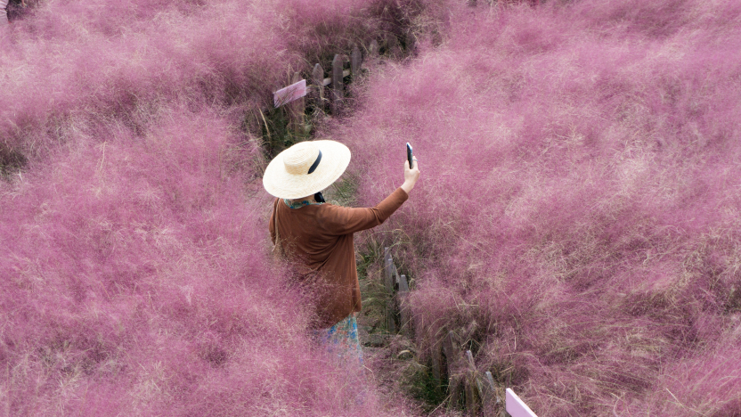 beau paysage verdoyant de Hairawn rose, République de Corée