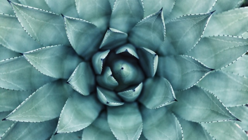Conscious acquiescence and the dangers of ignoring infringement by a younger trademark, image of a cactus plant
