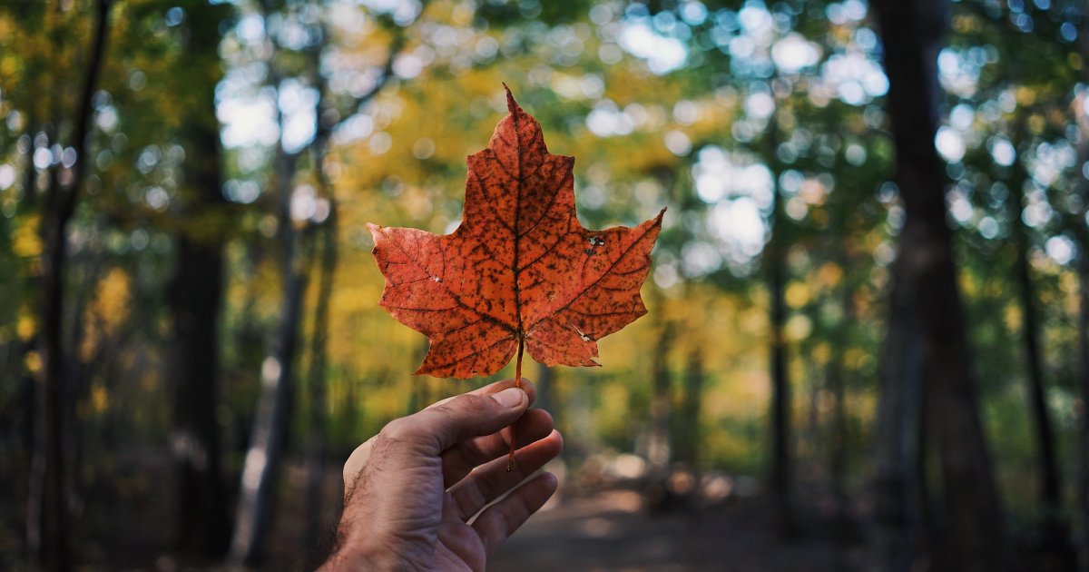 trademark canada